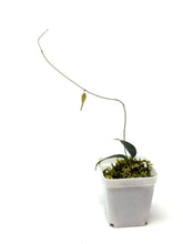 Load image into Gallery viewer, Hoya Exilis