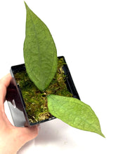 Load image into Gallery viewer, Hoya Germany Silver E