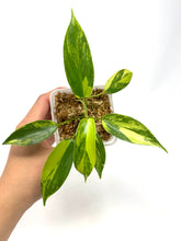 Load image into Gallery viewer, Philodendron Florida Beauty D