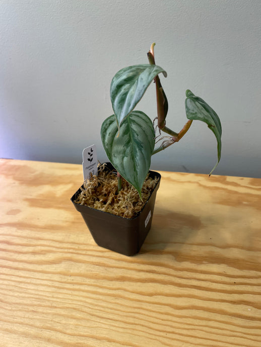 62. Philodendron Sodiroi Ornatum