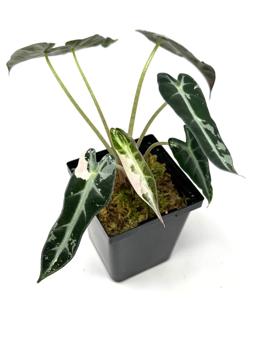 Alocasia Bambino Pink Variegated B