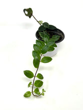 Load image into Gallery viewer, Aeschynanthus Lobbianus (Lipstick Plant) Variegated