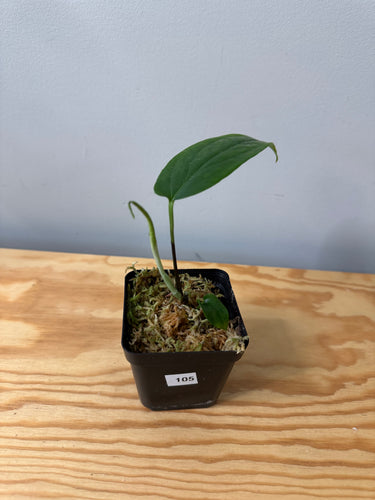 105. Amydrium Medium