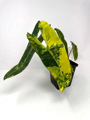 Philodendron Billietiae Variegated B