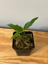 Load image into Gallery viewer, 105. Monstera Obliqua