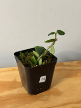 Load image into Gallery viewer, 63. Hoya Chinghungensis