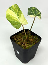 Load image into Gallery viewer, Philodendron Gloriosum Variegated C