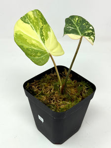 Philodendron Gloriosum Variegated C