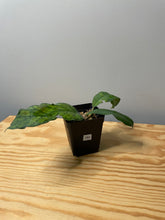 Load image into Gallery viewer, 184. Hoya Vitellinioides