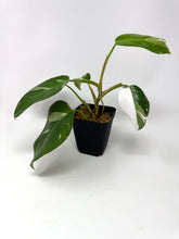 Load image into Gallery viewer, Philodendron White Princess