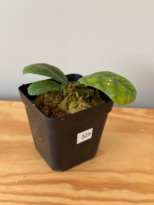325. Hoya Deykeae
