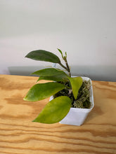 Load image into Gallery viewer, 140. Hoya Sunrise