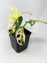 Load image into Gallery viewer, Monstera Adansonii Albo Variegated D