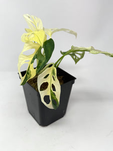 Monstera Adansonii Albo Variegated D
