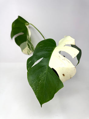 Monstera Deliciosa Albo Variegated C