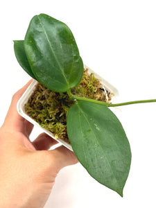 Hoya Sanguine (Mindorensis x Erythrostemma)