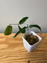 Load image into Gallery viewer, 171. Hoya Kenejiana Albo Variegated (reverted)