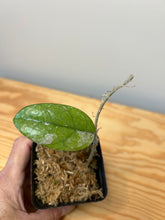 Load image into Gallery viewer, 107. Hoya Carnosa Wilbur Graves China