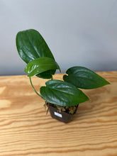Load image into Gallery viewer, 107. Amydrium Medium