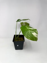 Load image into Gallery viewer, Monstera Deliciosa Albo Variegated M