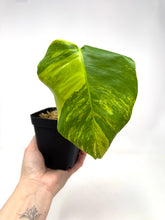 Load image into Gallery viewer, Monstera Deliciosa Aurea Variegated A