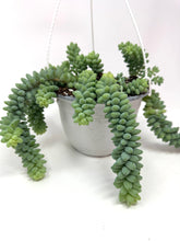 Load image into Gallery viewer, Sedum Morganianum ‘Burro’s Tail’ (Ships within Canada only)