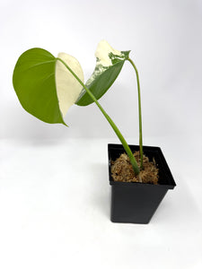 Monstera Deliciosa Albo Variegated I