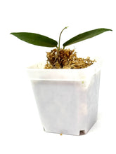 Load image into Gallery viewer, Hoya Hypolasia