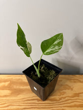 Load image into Gallery viewer, 75. Monstera Deliciosa Albo Variegated