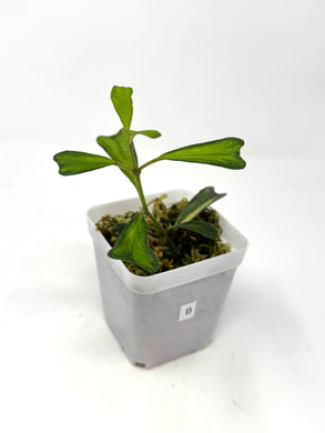 Hoya Manipurensis Variegated B