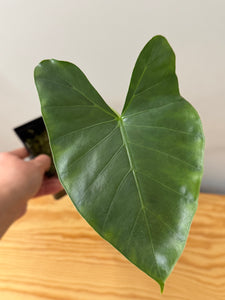 123. Alocasia Maccrorhiza Albo Variegated (reverted)