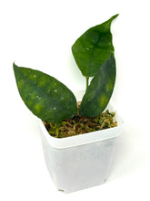 Load image into Gallery viewer, Hoya Ignorata