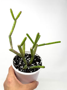 Euphorbia Alluaudii (Ships within Canada only)