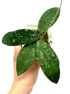 Hoya Polypus Splash