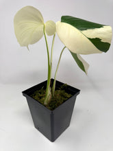 Load image into Gallery viewer, Monstera Deliciosa Albo Variegated E