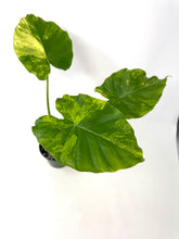 Load image into Gallery viewer, Alocasia Odora Aurea Variegated