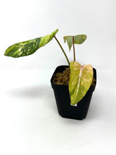 Load image into Gallery viewer, Philodendron Gloriosum Variegated G