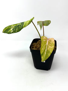 Philodendron Gloriosum Variegated G