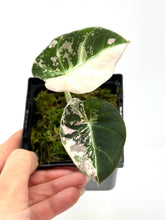 Load image into Gallery viewer, Alocasia Black Velvet Variegated A