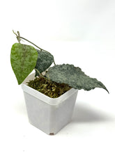 Load image into Gallery viewer, Hoya Caudata Silver Ghost