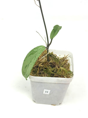 Hoya Pubicalyx Pink Silver Ghost H