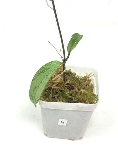 Hoya Pubicalyx Pink Silver Ghost H