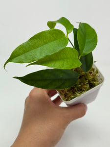 Hoya Cystiantha
