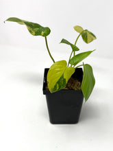 Load image into Gallery viewer, Homalomena Rubescens Variegated A