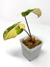 Load image into Gallery viewer, Philodendron Gloriosum Variegated A
