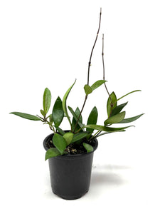 Hoya Davidcummingii