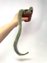 Load image into Gallery viewer, Cleistocactus Colademononis “Monkey Tail Cactus” Large Plant (Long hair variant) - Ships within Canada only