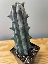 Load image into Gallery viewer, 77. Stenocereus Beneckei
