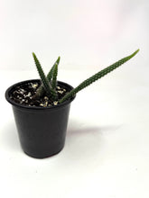 Load image into Gallery viewer, Aporocactus Flagelliformis “Rat Tail Cactus”