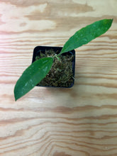 Load image into Gallery viewer, 137. Hoya Multiflora Javanica Thai Splash